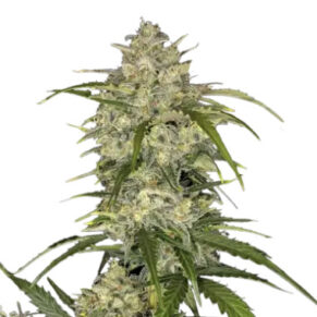 Sour Jealousy Auto esrar tohumu